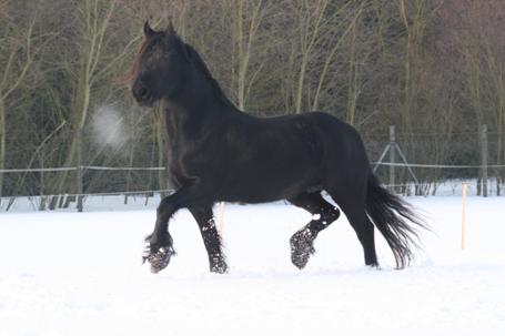 Klaartje - Sterstute