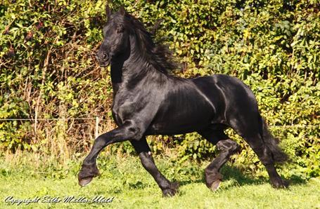 Taso - Elite- und Leistungshengst